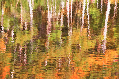 High angle view of trees by lake in forest