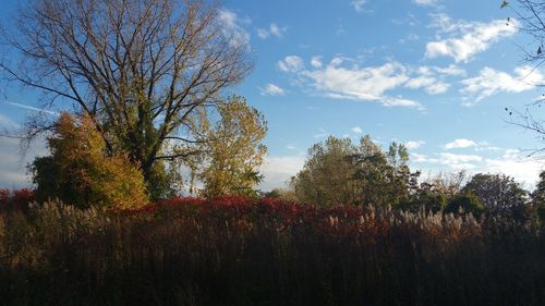 Low angle view of trees against sky