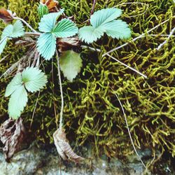 Close-up of plant