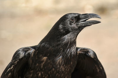 Close-up of a bird looking away