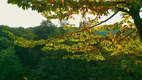 Yellow flowering plants by trees against sky