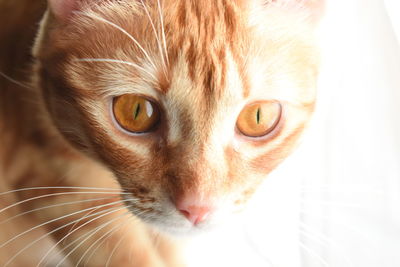 Close-up portrait of cat