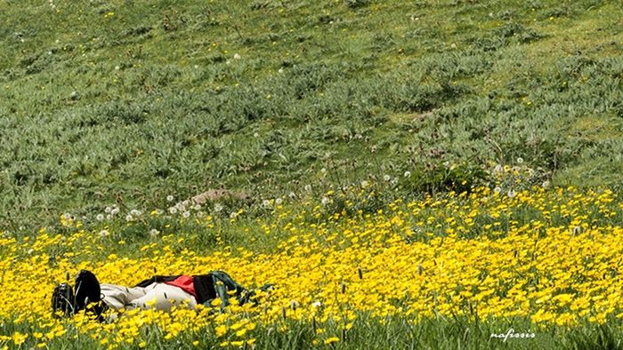 flower, field, yellow, growth, agriculture, beauty in nature, freshness, rural scene, landscape, nature, fragility, plant, farm, abundance, blooming, tranquility, flowerbed, tranquil scene, grass, petal