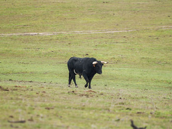 Cow walking in a field