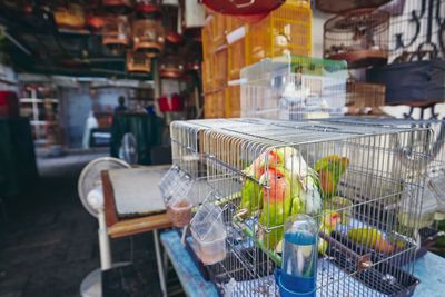 Birds in cage for sale