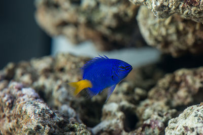 Fish swimming in sea