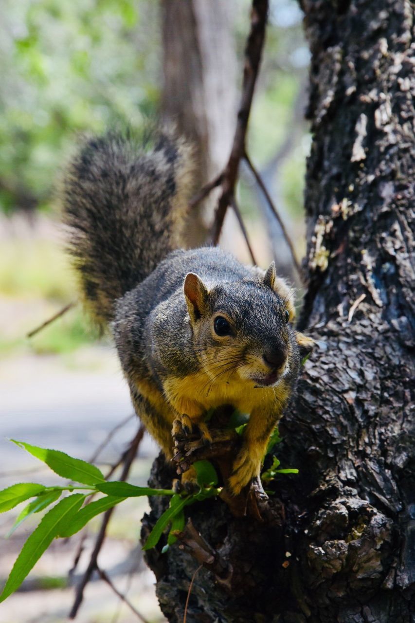 SQUIRREL ON TREE TRUNK