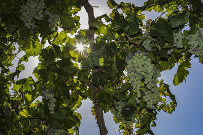 Low angle view of flowering tree against clear sky