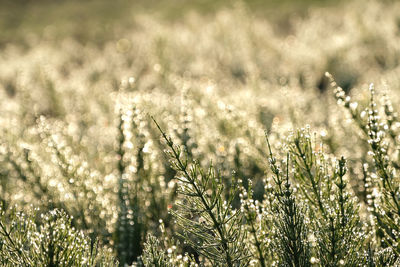 Close-up of flowering plants on field