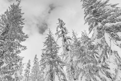 Winter pine trees covered in snow low angle looking up, black and white.