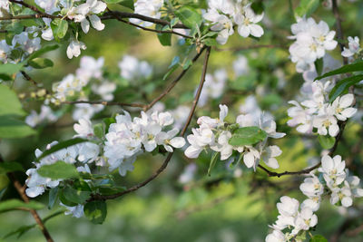 Close-up of white cherry blossoms in spring