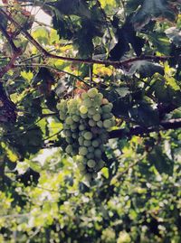 Grapes growing in vineyard