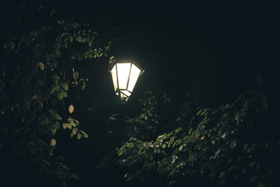 Close-up of illuminated plants at night