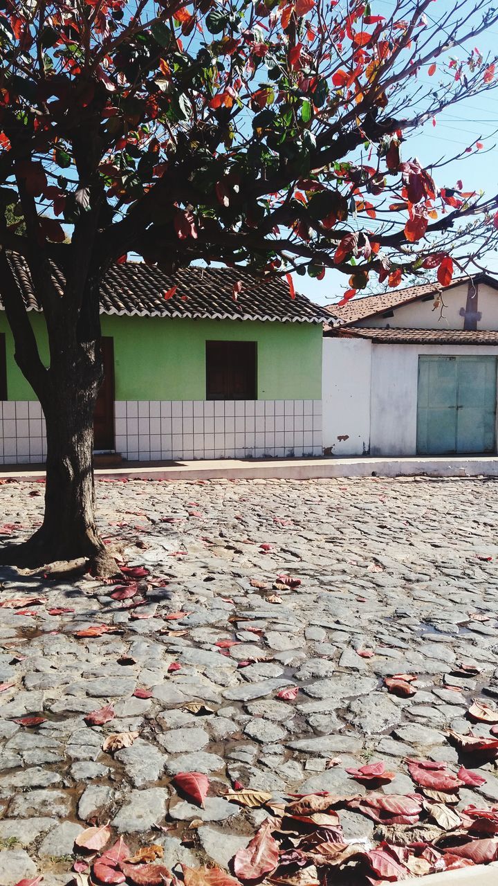 LEAVES OF TREE BY BUILDING