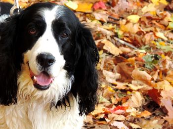 Close-up portrait of dog during autumn