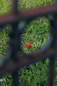 Close-up of white flowers