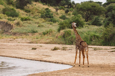 Giraffes on field