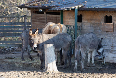 A cow and three donkeys feeding in a farm.
