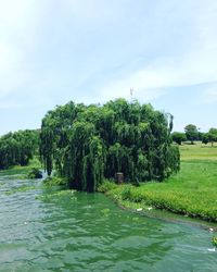 Scenic view of trees by grass against sky