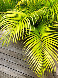 Close-up of palm tree leaves