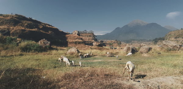 Landscape with mountain and sheeps