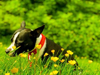 Close-up of a dog on field