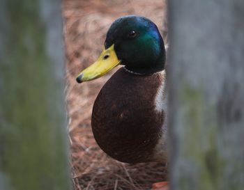 Close-up side view of a bird