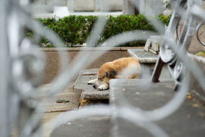 Yellow dog lying on cement, sleeping. street animal.