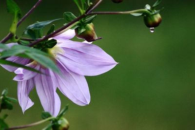 Close-up of flower blooming outdoors