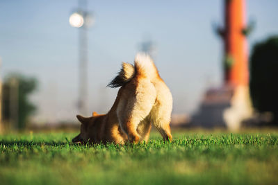 View of a dog on field