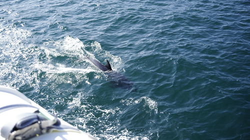 High angle view of horse in sea