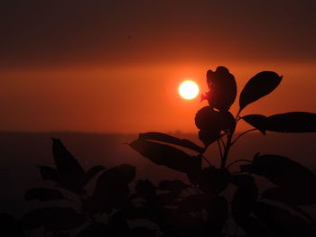 Silhouette plant against orange sky