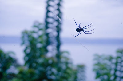 Close-up of spider on web against sky