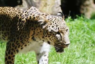 Close-up of leopard on grassy field