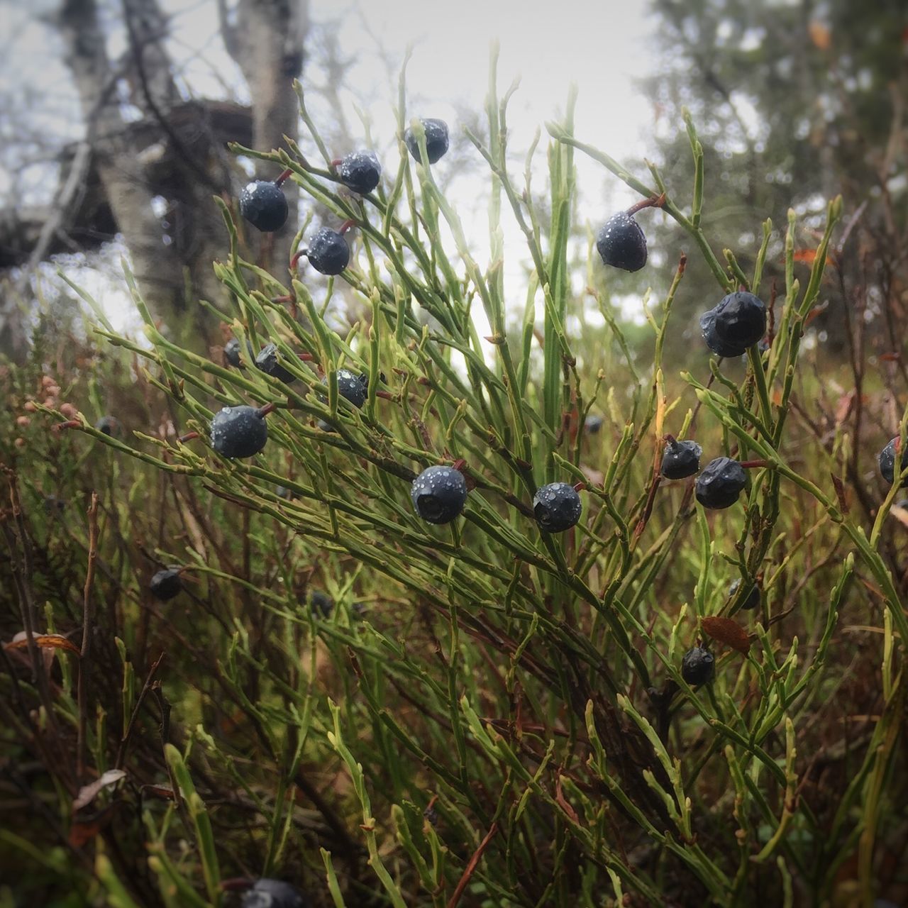 growth, plant, field, nature, grass, selective focus, green color, close-up, tree, focus on foreground, tranquility, beauty in nature, growing, day, outdoors, no people, fruit, freshness, sunlight, leaf