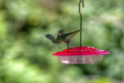 Close-up of red bird flying