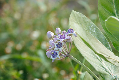 Close-up of purple flowering plant