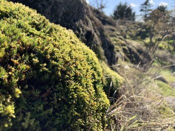 Close-up of moss on rock in natural park, sitka spruce blurred in background