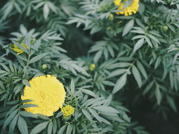 Close-up of marigold blooming outdoors