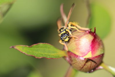 Close-up of insect on flower