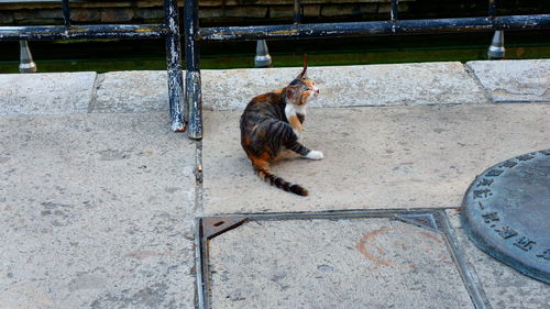 High angle view of cat sitting on footpath