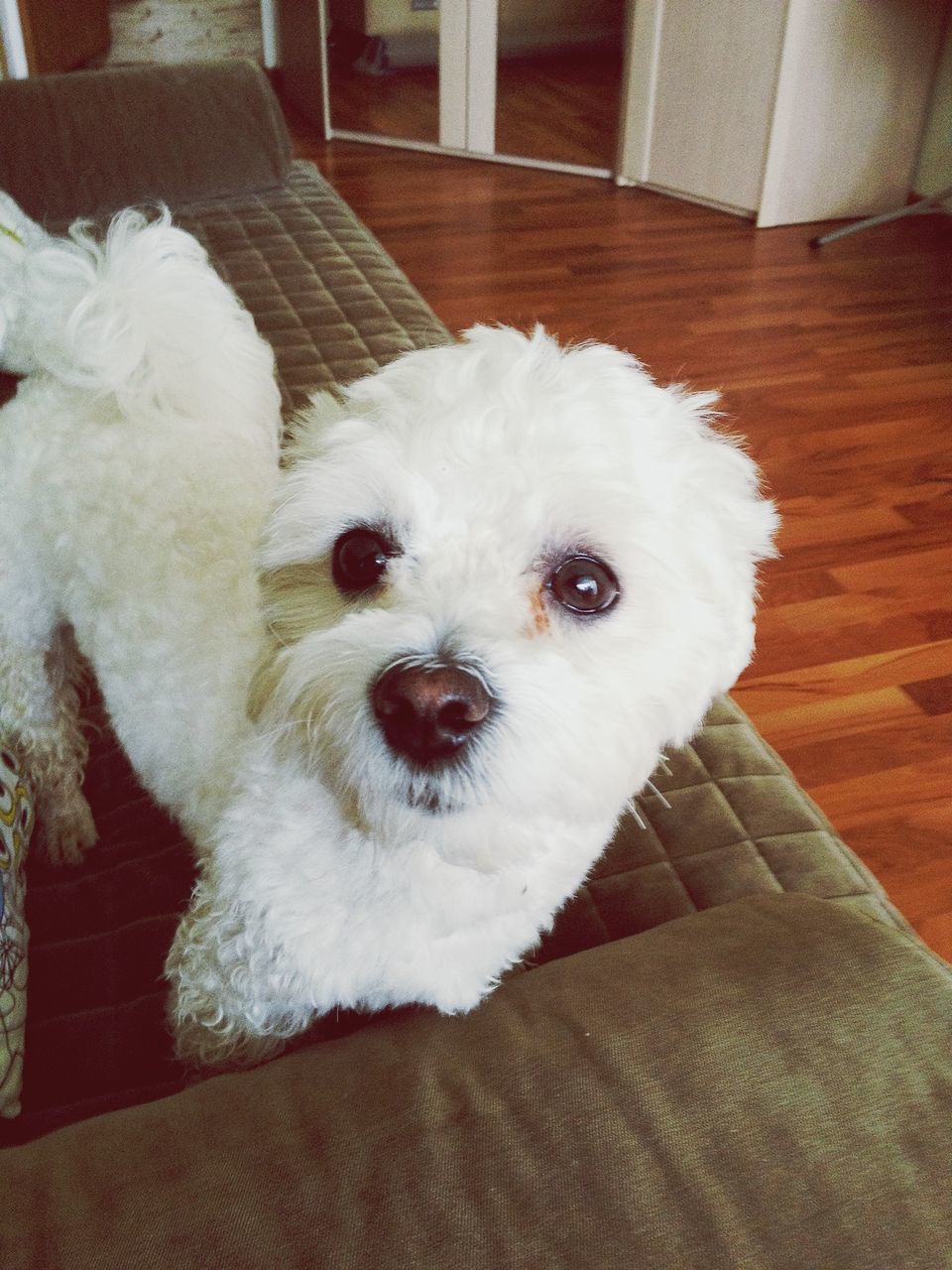 pets, domestic animals, indoors, animal themes, one animal, dog, white color, mammal, portrait, looking at camera, home interior, high angle view, close-up, relaxation, animal head, cute, white, sitting, flooring, no people