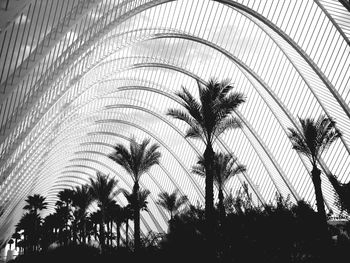 Low angle view of palm trees