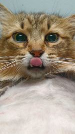Close-up portrait of a cat