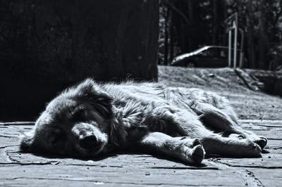 Close-up of dog sleeping