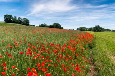 Scenic view of red poppy flowers on field against sky