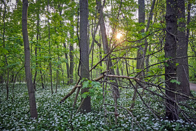 Sunlight streaming through trees in forest