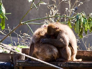 Close-up of macaque monkey embracing each other lovingly