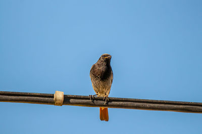 Low angle view of bird perching on wood