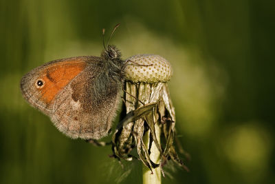 Close-up of insect on leaf